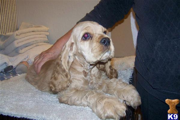 American Cocker Spaniel Puppies